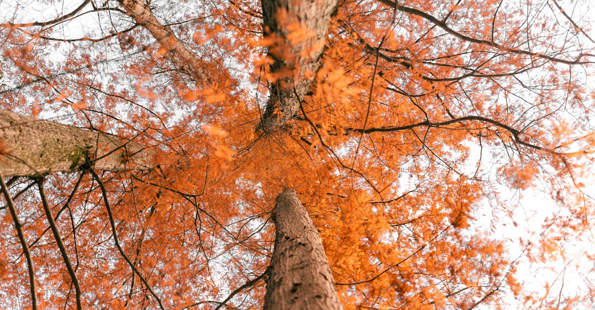 Toilet installation and repair